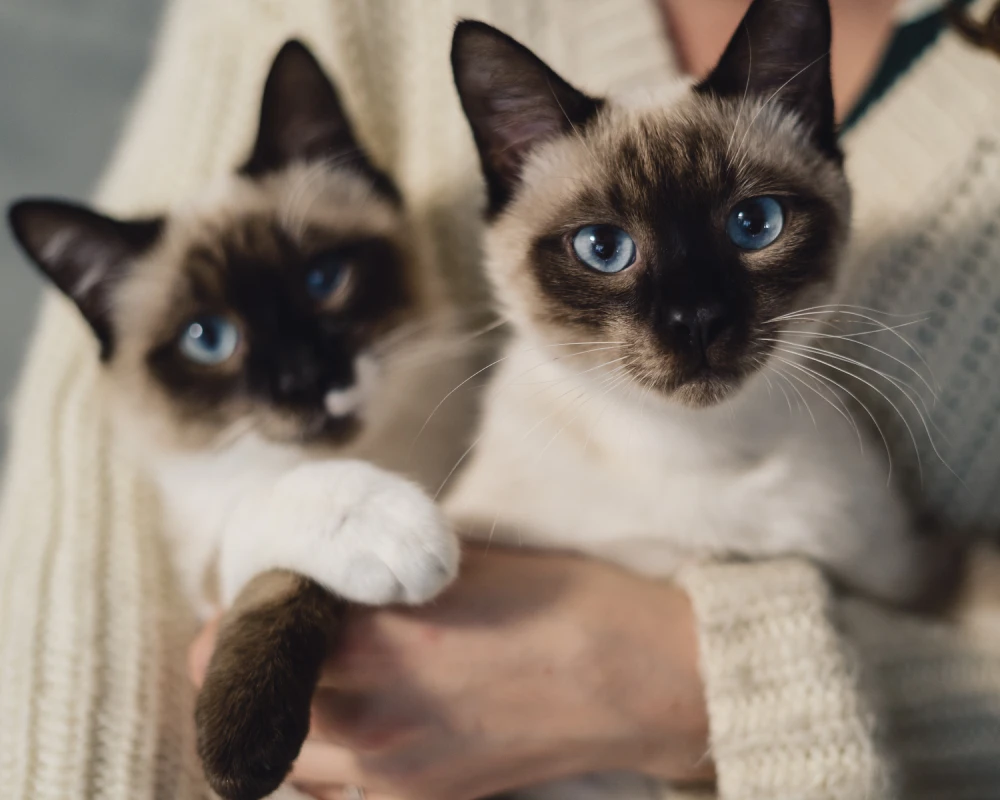 pet feeder automatic