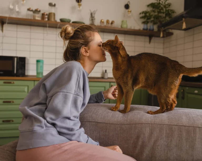 automatic dog feeder with camera