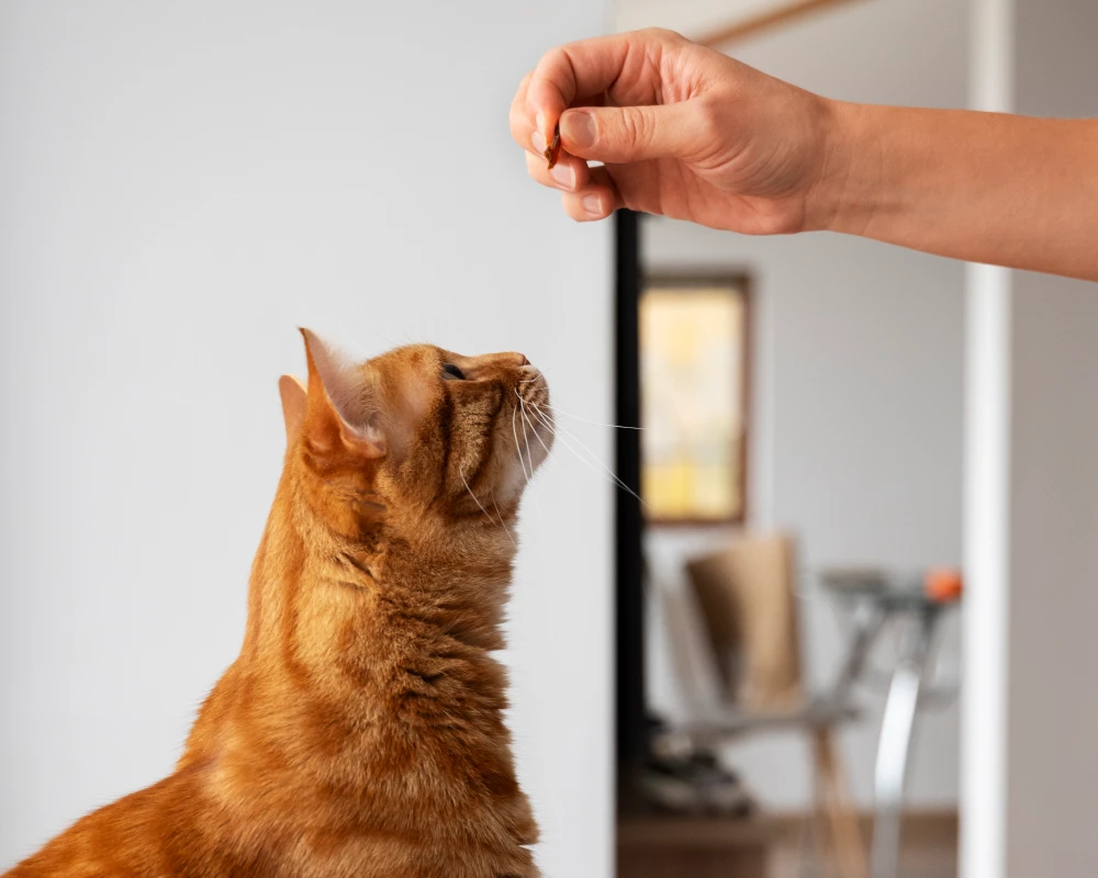 programmable automatic pet feeder